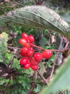 Viburnum setigerum