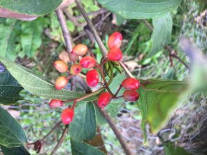 Viburnum setigerum