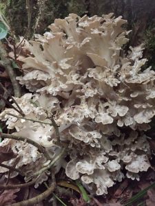 fungal growths