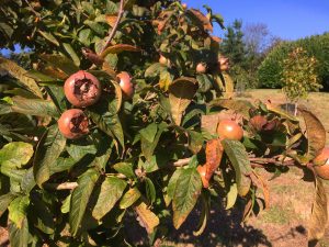 Mespilus germanica