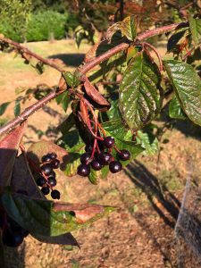 Cotoneaster moupinensis