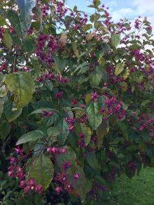 Clerodendron trichotomum