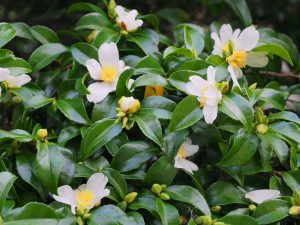 white Camellia sasanqua