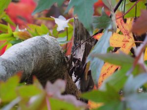 Liquidambar styraciflua ‘Red Star’