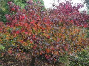 Liquidambar styraciflua ‘Red Star’