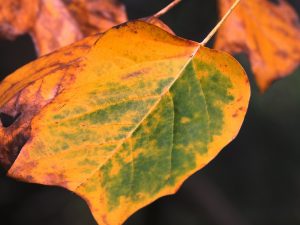 Liriodendron tulipifera ‘Aureomarginata’