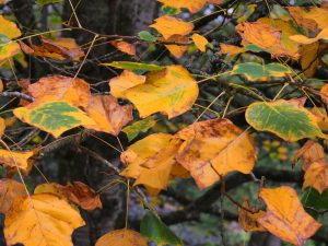 Liriodendron tulipifera ‘Aureomarginata’