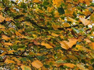 Liriodendron tulipifera ‘Aureomarginata’