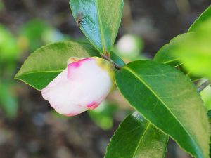 Camellia sasanqua ‘Narumigata’