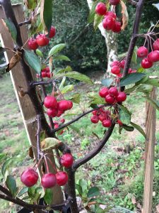 Malus hupehensis