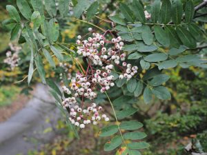 Sorbus forrestii