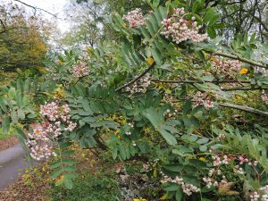 Sorbus forrestii