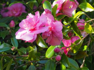 Camellia sasanqua ‘Sparkling Burgundy’