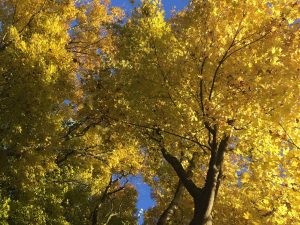 Acer palmatum ‘Sango-Kaku