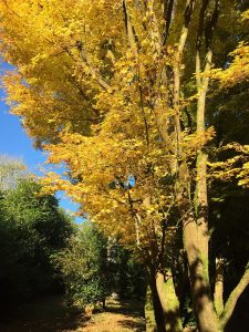 Acer palmatum ‘Sango-Kaku