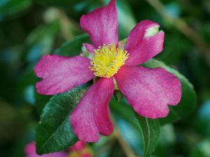 Camellia sasanqua ‘Rosea’