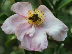 Camellia sasanqua ‘Plantation Pink’