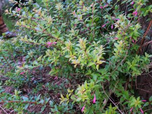 Fuchsia glazioviana