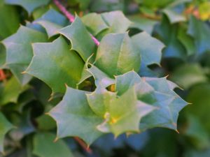 Griselinia jodonifolia