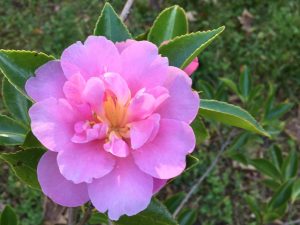 Camellia sasanqua ‘Showa no sakae’