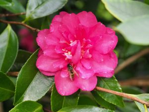Camellia sasanqua ‘Dazzler’