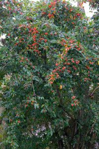 Cotoneaster dammeri ‘Hybridus Pendulus’