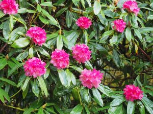 Rhododendron nobleanum
