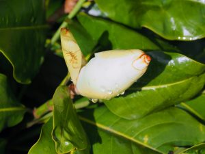 Magnolia grandiflora