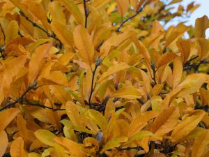 Magnolia x loebneri ‘Leonard Messel’