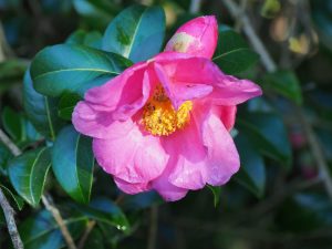 Camellia x williamsii ‘November Pink’