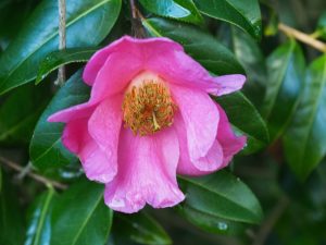 Camellia x williamsii ‘November Pink’