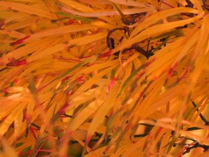 Acer palmatum ‘Scolopendriifolium’