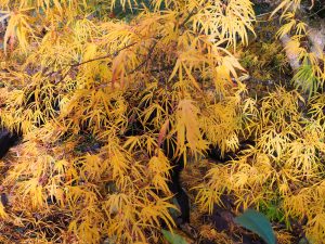 Acer palmatum ‘Scolopendriifolium’
