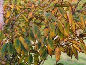 Carpinus japonica