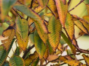 Carpinus japonica