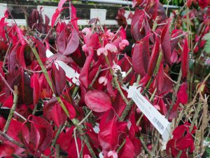 Euonymus grandiflorus ‘Ruby Wine’