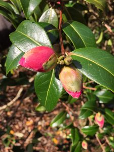 Camellia williamsii hybrids