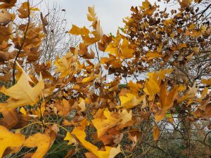 Liriodendron chinense