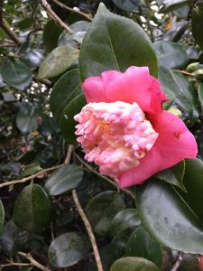 Camellia ‘Hatsuzakura’