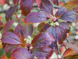 unlabelled Enkianthus