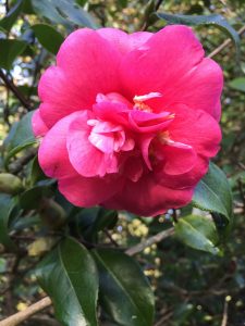 Camellia x williamsii ‘George Blandford’