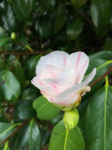 Camellia ‘Tricolor’