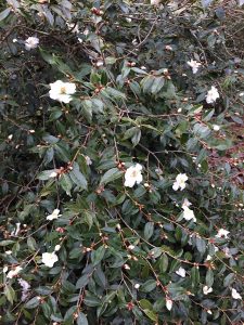 Camellia ‘Cornish Snow’