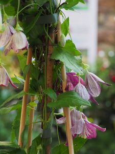 Clematis cirrhosa ‘Landsdowne Gem’