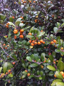 Corokia buddleioides