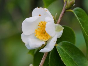 Camellia grijsii