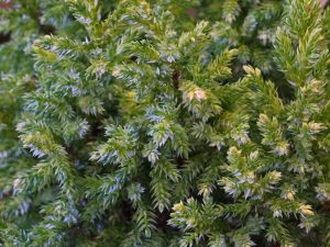 Juniperus pingii ‘Hulsdonk Yellow’