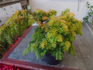 Taxus baccata ‘Repens Aurea’