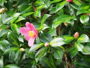 Camellia x williamsii ‘Golden Spangle’