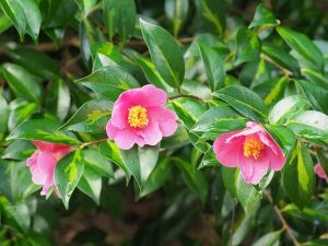 Camellia x williamsii ‘Golden Spangle’